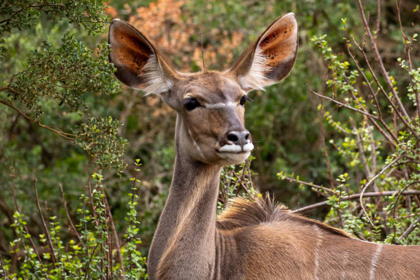 istock Kudu (Greater Kudu) in the Wilderness 2175433968