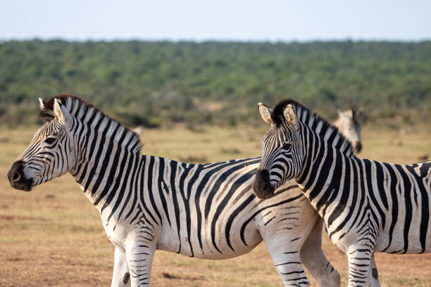 istock Burchell's Zebra in the Wild 2175434230
