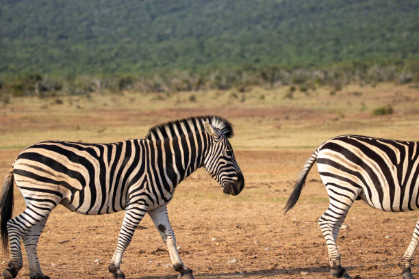 istock Burchell's Zebra in the Wild 2175434238