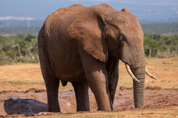 istock Wild African Elephant in the Addo Elephant National Park 2175434528