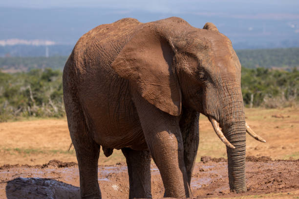 istock Wild African Elephant in the Addo Elephant National Park 2175434545