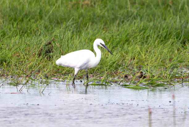 istock A little egret standing in the river 2175435697
