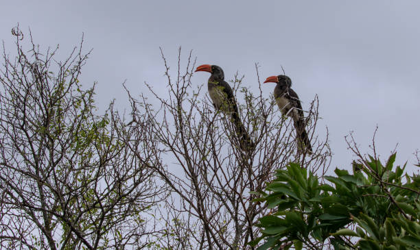 istock Crowned hornbill perched in the Wilderness 2175436343