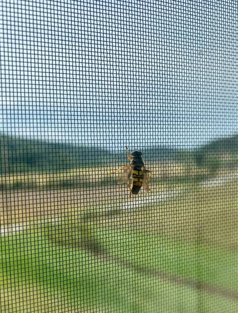 istock Close up of Hornet on Window 2175436451