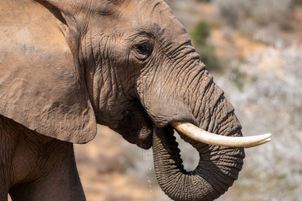 istock African Elephant of Addo National Park 2175436509