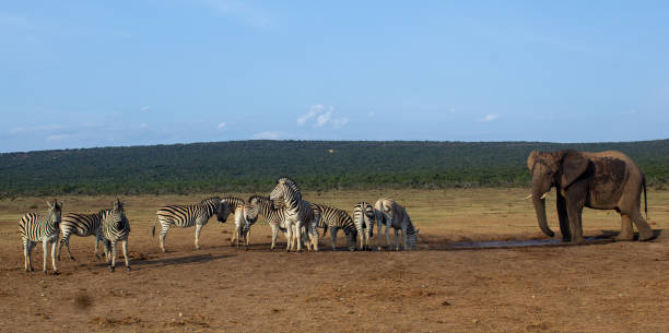 Wild African Elephant photographed in Addo Elephant Park, South Africa
