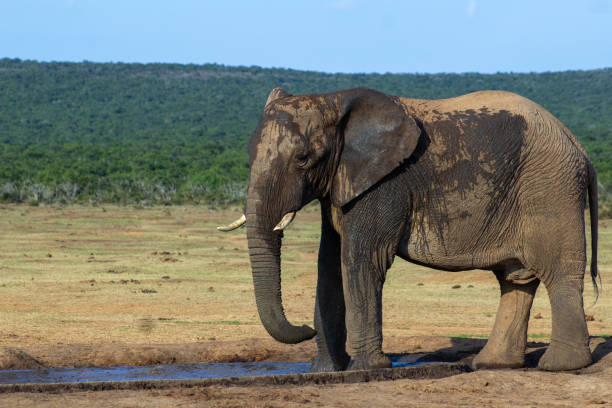 istock African Elephants of Addo National Park 2175436521
