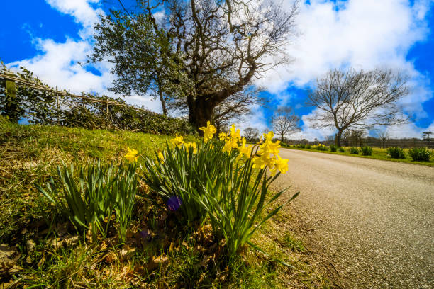 daffodils by side of a country road