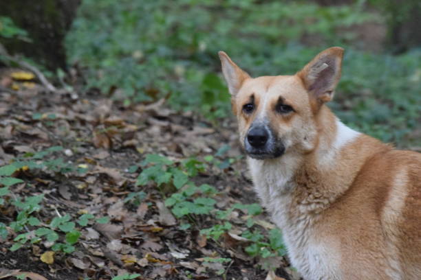istock Street dog 2175437974