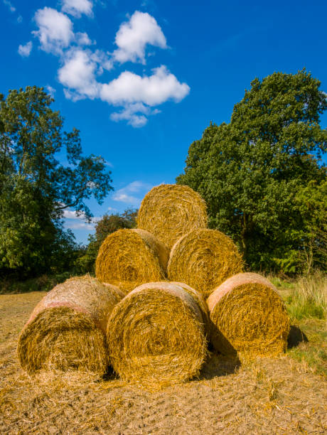 haybales harvest wheat cornfield food agriculture
