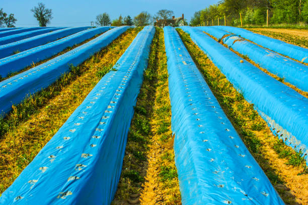 crops plastic sheeting cloche agriculture farming