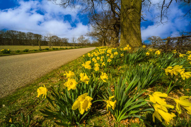 istock daffodils by side of a country road 2175441637