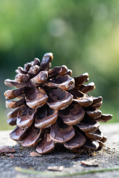 istock Decorative pine cones close up photo 2175447146