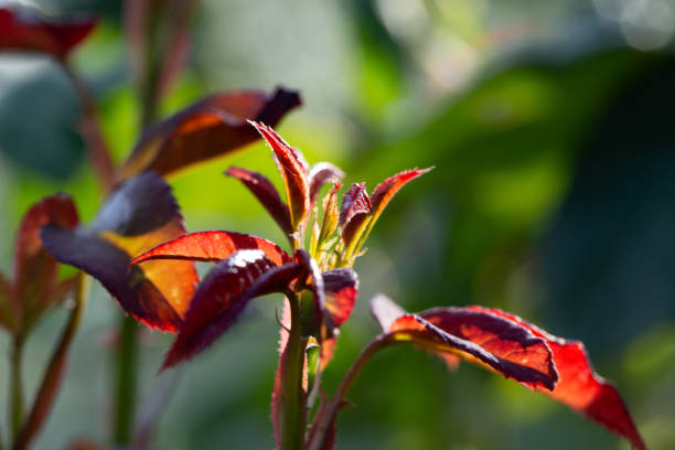 hibiscus flower close up photo