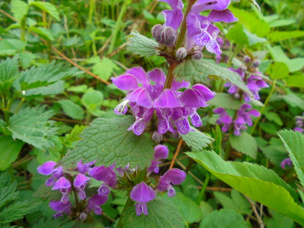 istock Beautiful dead nettle with numerous nice purple blooms 2175447523