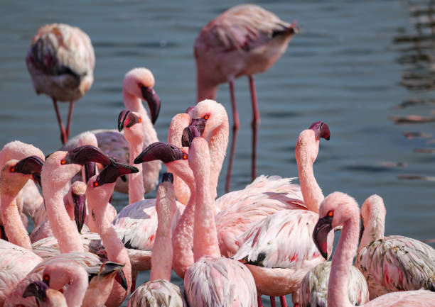 istock Pink Flamingos At Walvis Bay Namibia Africa 2175448376