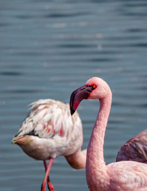 istock Pink Flamingos At Walvis Bay Namibia Africa 2175449989