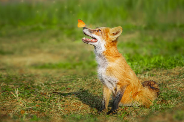istock A close up of a Red Fox in the grass 2175450578