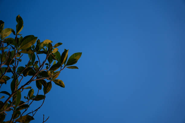 Plant leaves with a blue sky background at sunset; concepts of sustainability, wellness and peace of mind