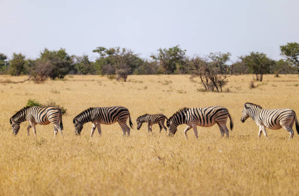 istock Hartmann’s mountain zebra in Etosha National Park in Namibia 2175452629