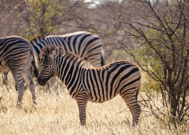 istock Hartmann’s mountain zebra in Etosha National Park in Namibia 2175452722