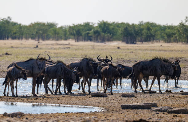 istock Wildebeest also called gnu are antelopes of the genus Connochaetes and native to Eastern and Southern Africa 2175452790