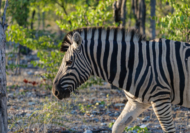 Hartmann’s mountain zebra in Etosha National Park in Namibia