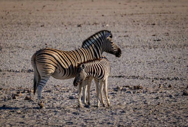 istock Hartmann’s mountain zebra in Etosha National Park in Namibia 2175453075