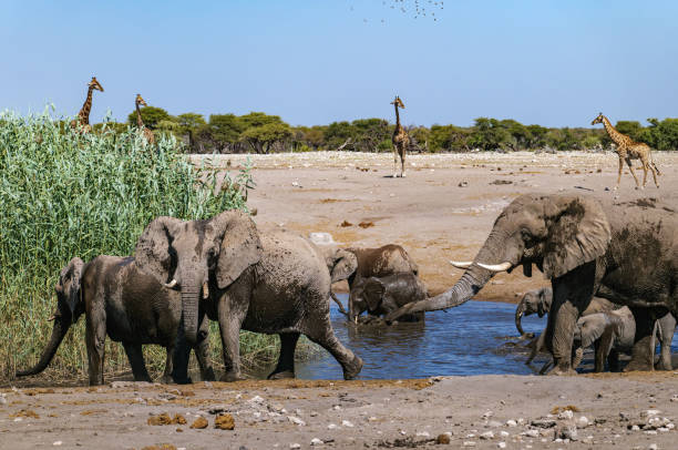 istock African elephants, Loxodonta. Etosha National Park in Namibia 2175453741