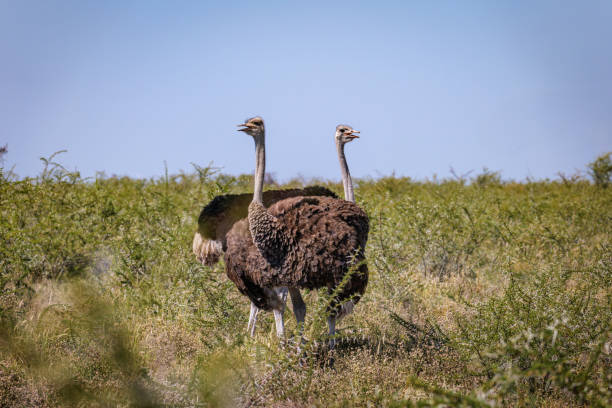 istock African Ostrich in Etosha National Park in Namibia 2175453792