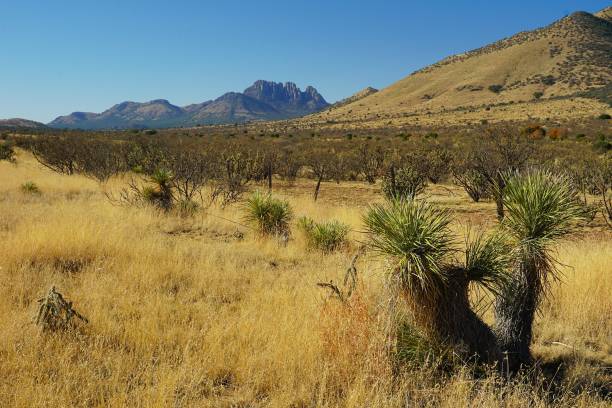 istock Mount Livermore scenic drive.  Davis Mountains State Park Texas 2175453996