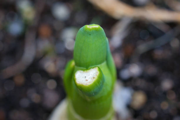 Green onion sprouts sprouted in a home garden