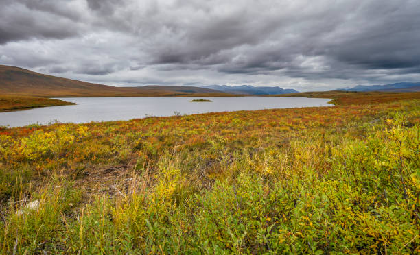 istock Two Moose Lake in Tombstone Territorial Park 2175456594