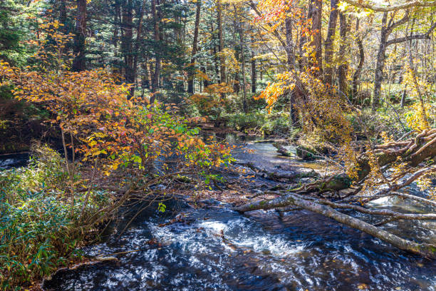 Autumn leaves in Nikko (Tochigi Prefecture)