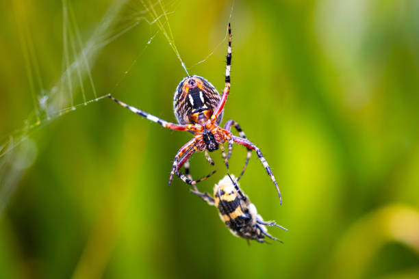 istock Garden Spider Neoscona oaxacensis 2175463489