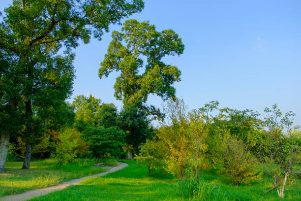 istock Peaceful Path in the Green Woods 2175463599