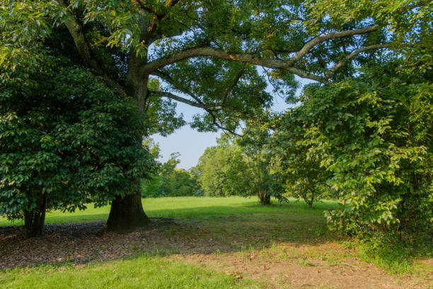 A large tree offers cool shade in a serene meadow surrounded by dense greenery. The sunlight filters through the branches, creating a tranquil atmosphere perfect for relaxation.