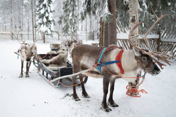 istock A team of reindeer harnessed together pulls a traditional sled 2175464874