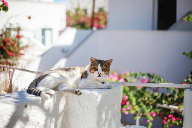 homeless cat with sores on his face