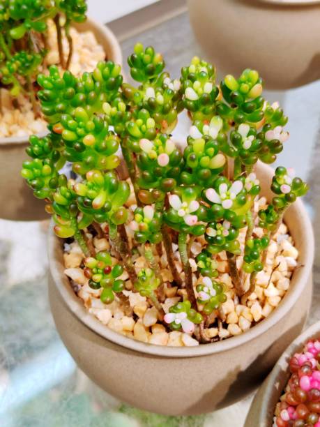 istock Sedum rubrotinctum'Redberry' 2175465935