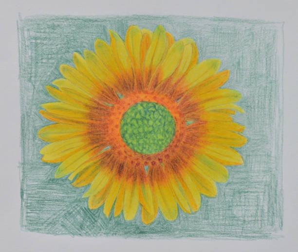 istock Colored pencil drawing of a pretty yellow daisy 2175465945