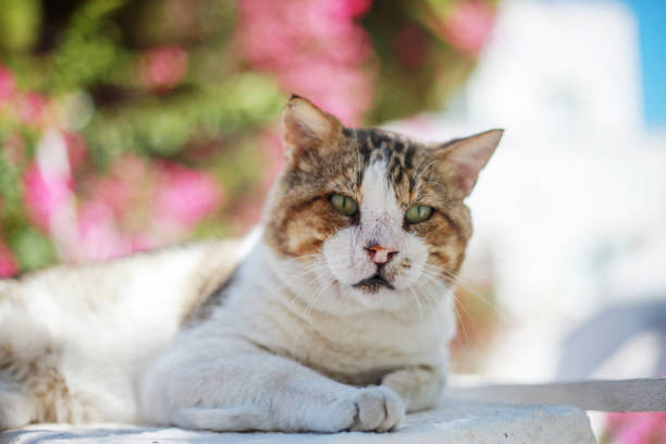 homeless cat with sores on his face