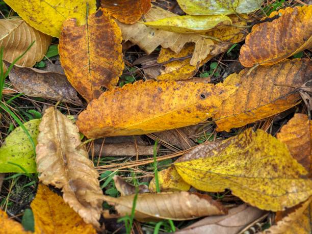 istock Autumn fallen leaves background in the forest 2175466925