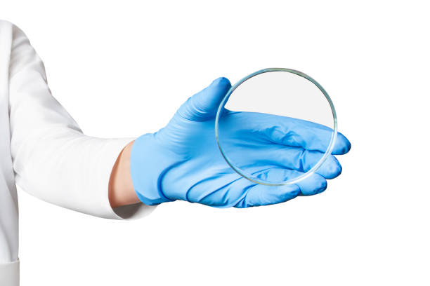 Doctor or lab technician holding a Petri dish on an empty background for medical presentations, laboratory marketing, and healthcare-related designs.