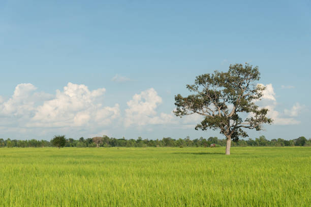 istock panorama blue sky background with small clouds. White clouds move in the sky in the sunshine. 2175470264