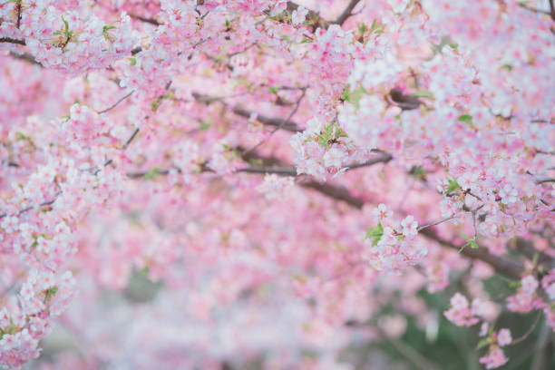 istock Sakura,pink cherry blossom in Japan on spring season. 2175470717