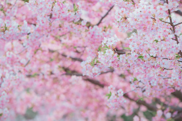 istock Sakura,pink cherry blossom in Japan on spring season. 2175470814