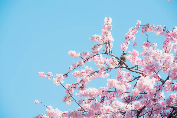 istock Sakura,pink cherry blossom in Japan on spring season. 2175470856
