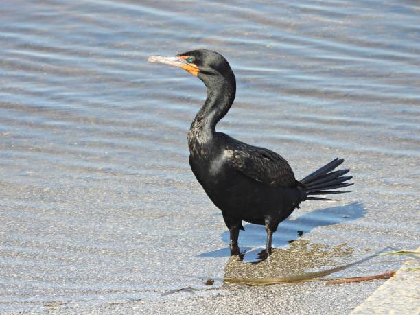istock Double-crested Cormorant (Phalacrocorax auritus) -  standing at water's edge 2175471053