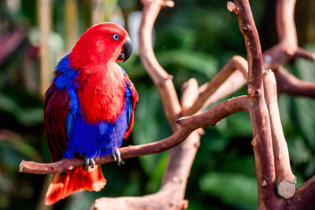 Female Eclectus Parrot (Eclectus roratus) in Bloedel Conservatory in Vancouver City